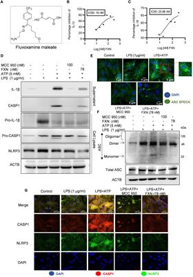 Fluvoxamine maleate alleviates amyloid-beta load and neuroinflammation in 5XFAD mice to ameliorate Alzheimer disease pathology